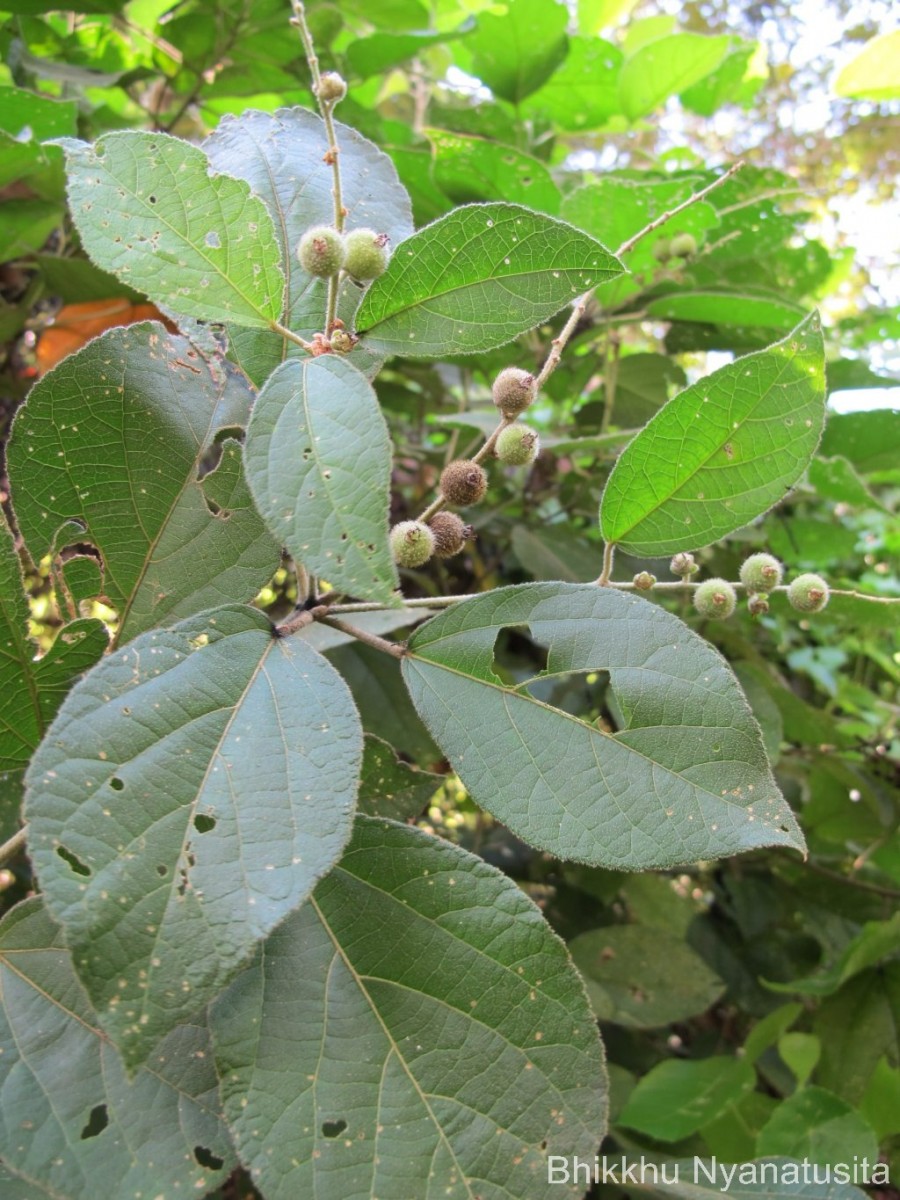 Croton laccifer L.